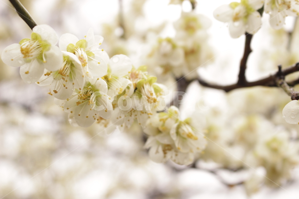 꽃,꽃나무,매화,백매화,봄,봄,계절,spring,season,식물,자연,plants,nature,꽃,flower,plant,blossom,cherry blossom,벚꽃