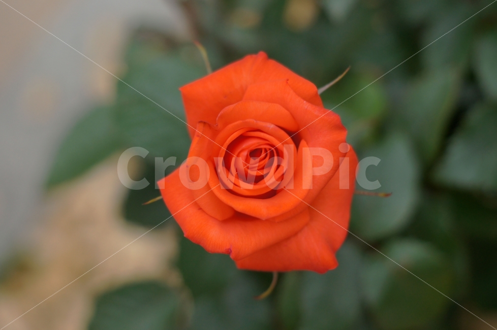 꽃,장미,붉은꽃,풍경,식물,식물,자연,plants,nature,꽃,flower,감성,sensible,feeling,색깔,색상,색채,색감,color sense,color sensitivity,feeling of color