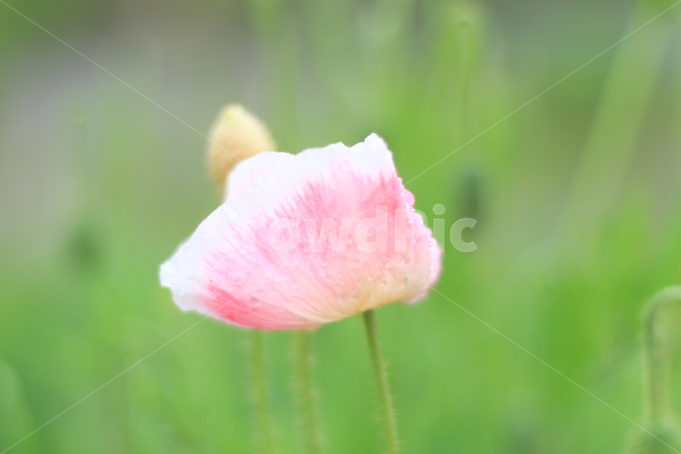여름,향기,비,양귀비,위로,식물,자연,plants,nature,꽃,flower