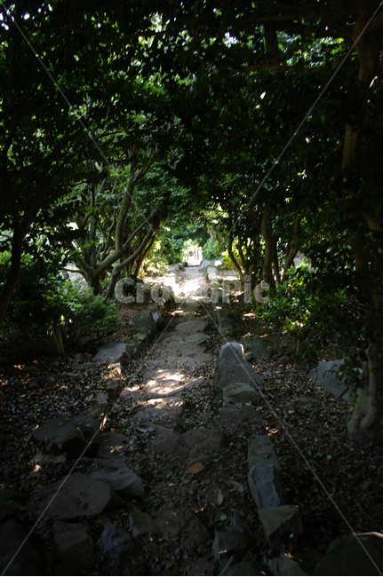 길,돌계단,나무,숲,식물,자연,풍경,nature,landscape,ground,바닥