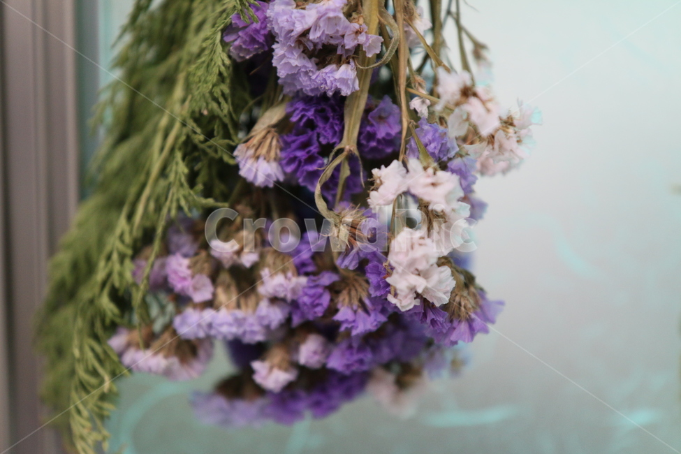 드라이플라워,드라이,건조,말린꽃,꽃,식물,꽃,flower