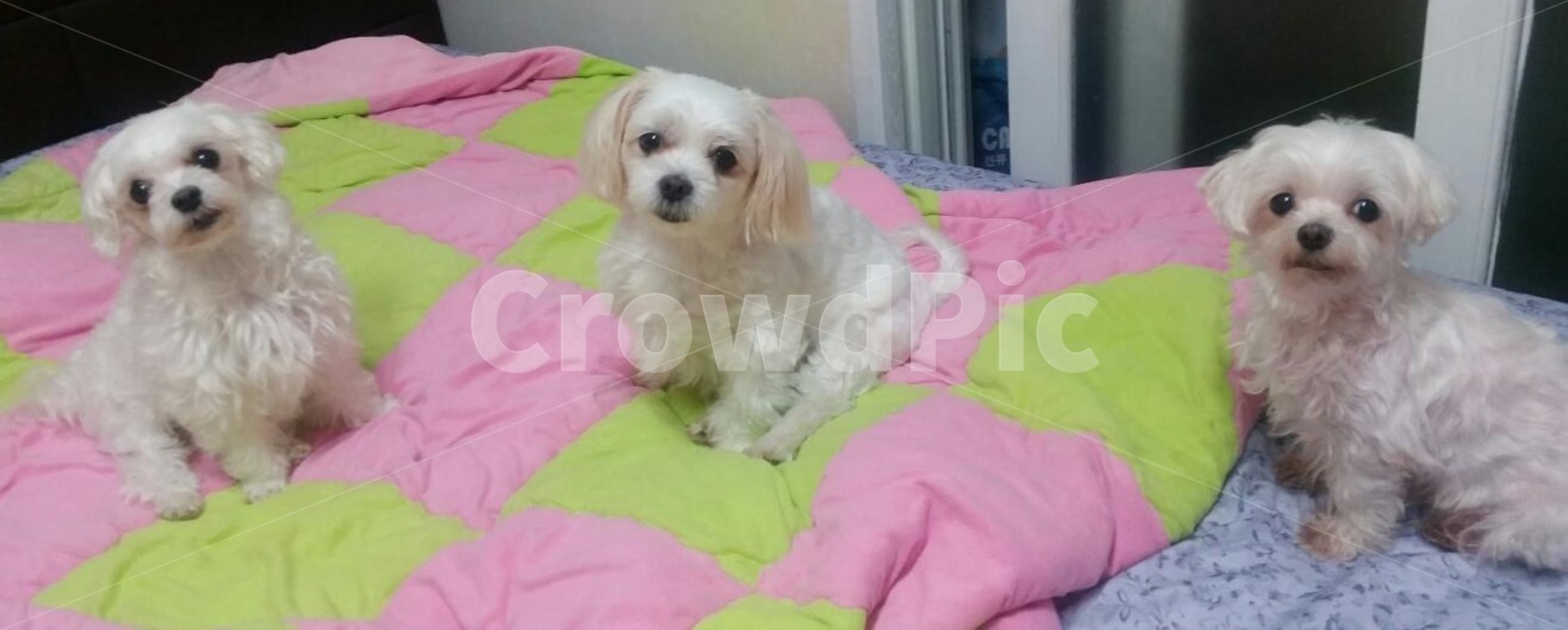 강아지,dogs,말티즈,가족,침대위,세마리