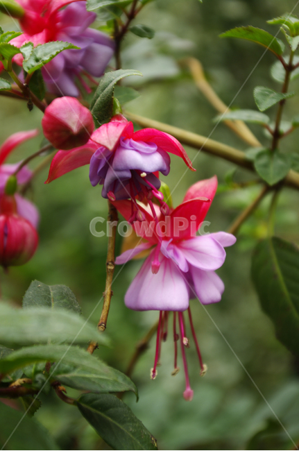 후크시아,꽃,식물,flower,plant,식물,자연,plants,nature,꽃,flower