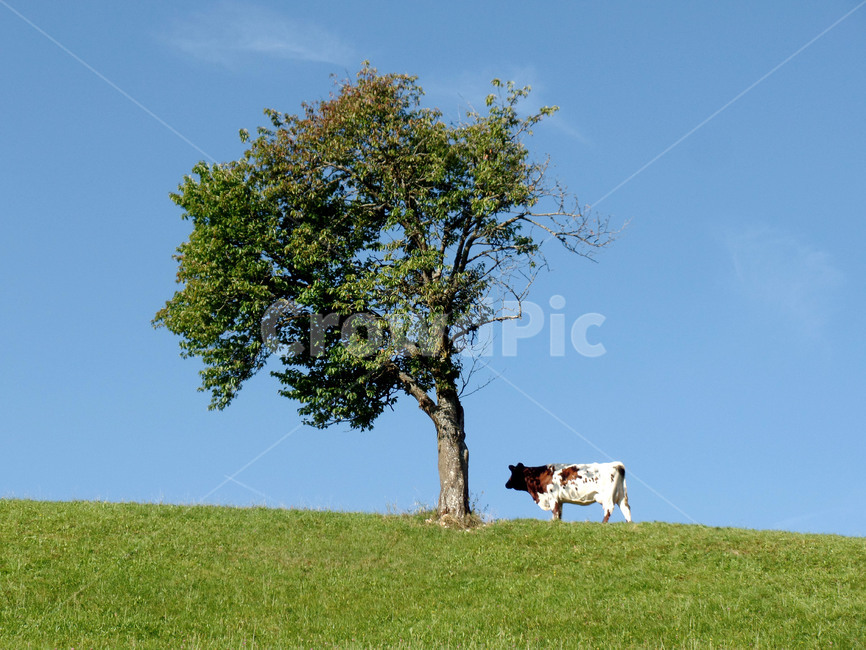 cow,소,동물,animal,스위스,목초지,들,평화로움,배경화면,grass,swiss