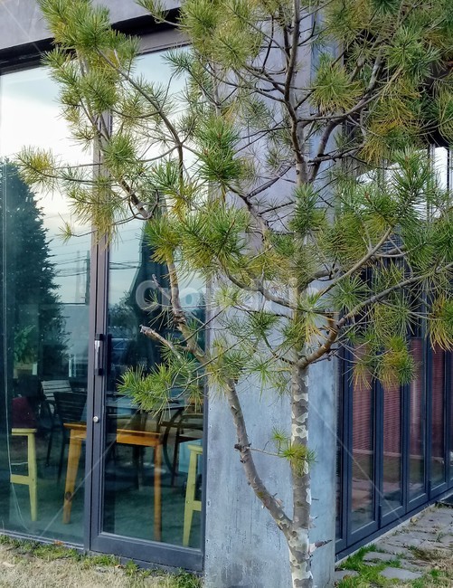 건물,옥외,의자,소나무,유리창,카페,tree,plant,식물