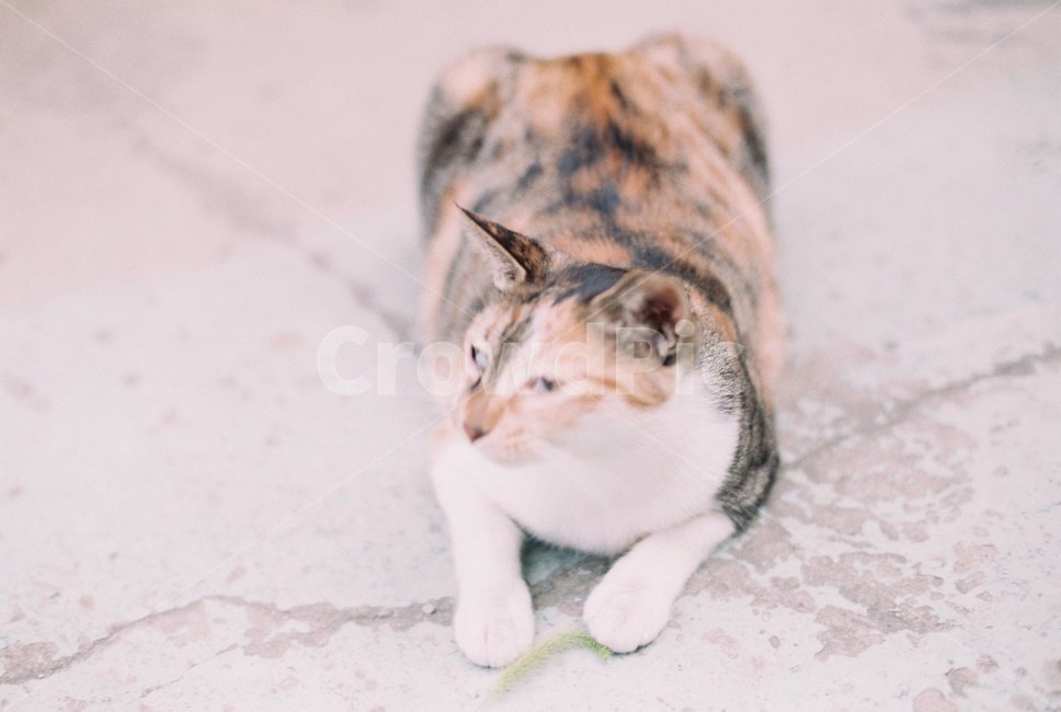 고양이,cat,필름,필름카메라,길고양이,감성,동물,animal,포유류,mammal,고양이,cat,kitten,kitty