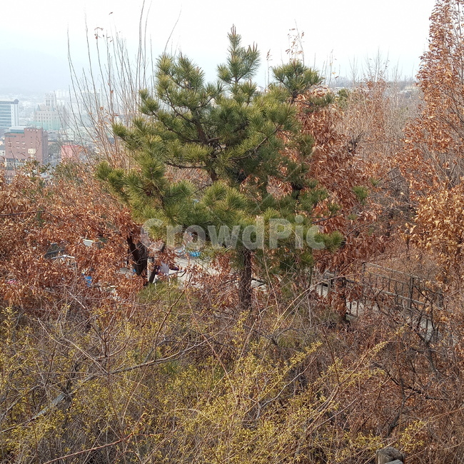 소나무,상록수,상록침엽교목,tree,나무,plant,식물,산,자연,nature,초록,초록잎,초록나무,봄