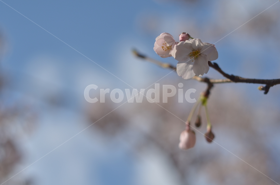 plant,식물,flower,꽃,꽃봉오리,봄,spring,cherryblossom,봄,계절,spring,season