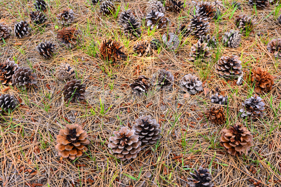 솔방울,열매,소나무,나무열매,씨앗,식물,파인트리,pinecone,땅,대지,바닥,지면,솔잎,결실,바탕,배경,백그라운드,outdoor,seed,패턴,plant,땅바닥,야외,옥외,자연,natural,가을배경,가을,계절,fall,autumn,season