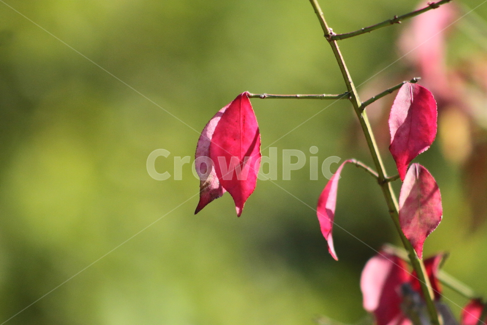 화살나무,잎,단풍,가을,redleaves,가을,계절,fall,autumn,season,leaf,plant,식물,flower,꽃,blossom,petal,꽃잎