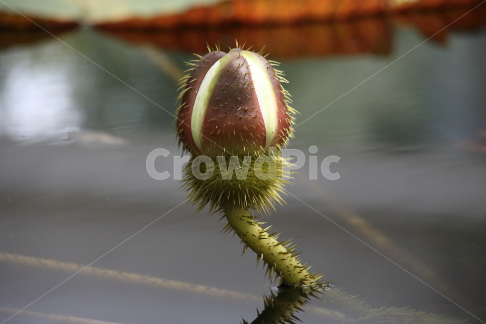 plant,식물,flower,꽃,빅토리아연,식물,자연,plants,nature
