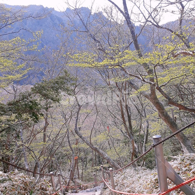 제주도,한라산,산,등산,자연