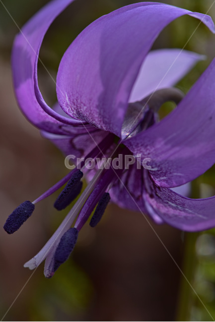 얼레지,dogtoothviolet,가재무릇,산우두,산자고,야생화,질투,식물,자연,plants,nature,꽃,flower