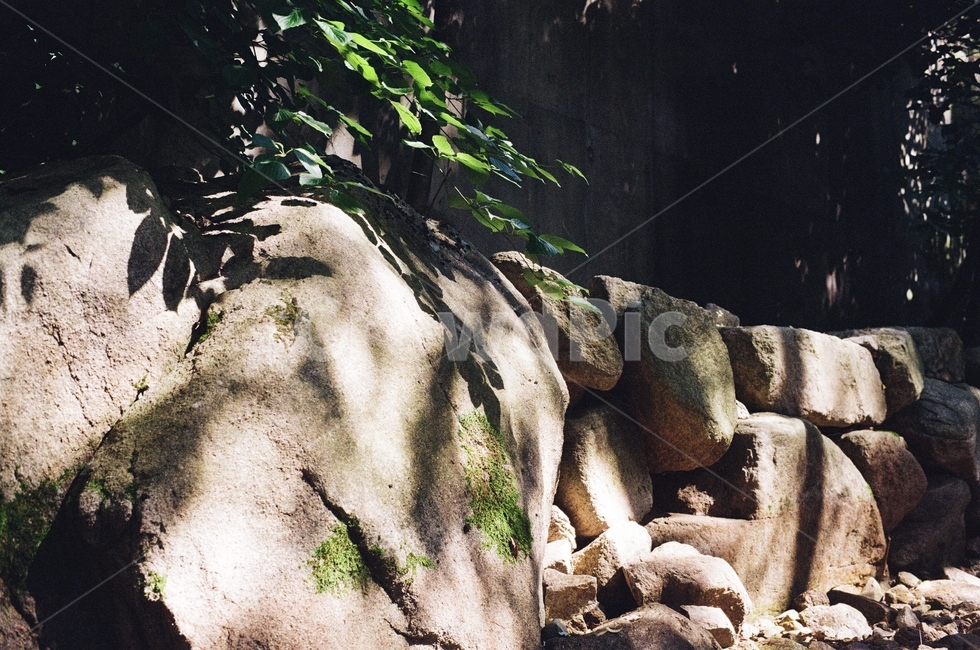 자연,나무,햇살,풀,초록,휴식,nature,rock,sunlight,sunshine