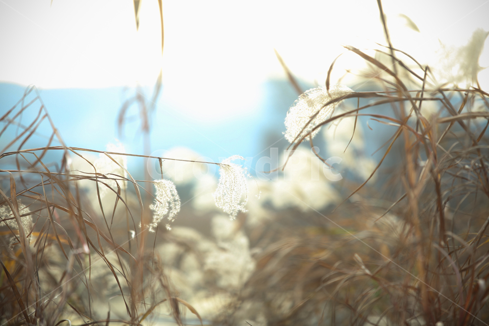 가을,가을풍경,가을갈대,갈대,갈대숲,자연,계절,fallautumnseason,식물,plants,가을,계절,fall,autumn,season,식물,자연,plants,nature,감성,sensible,feeling,grass,잔디,plant