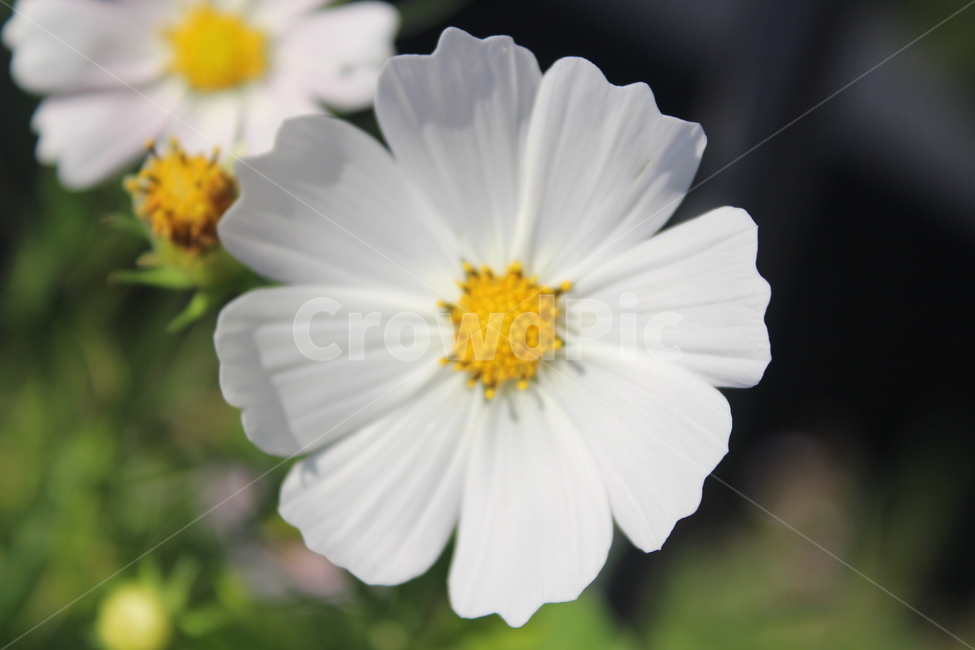 식물,plant,코스모스,흰색,white,식물,자연,plants,nature,꽃,flower