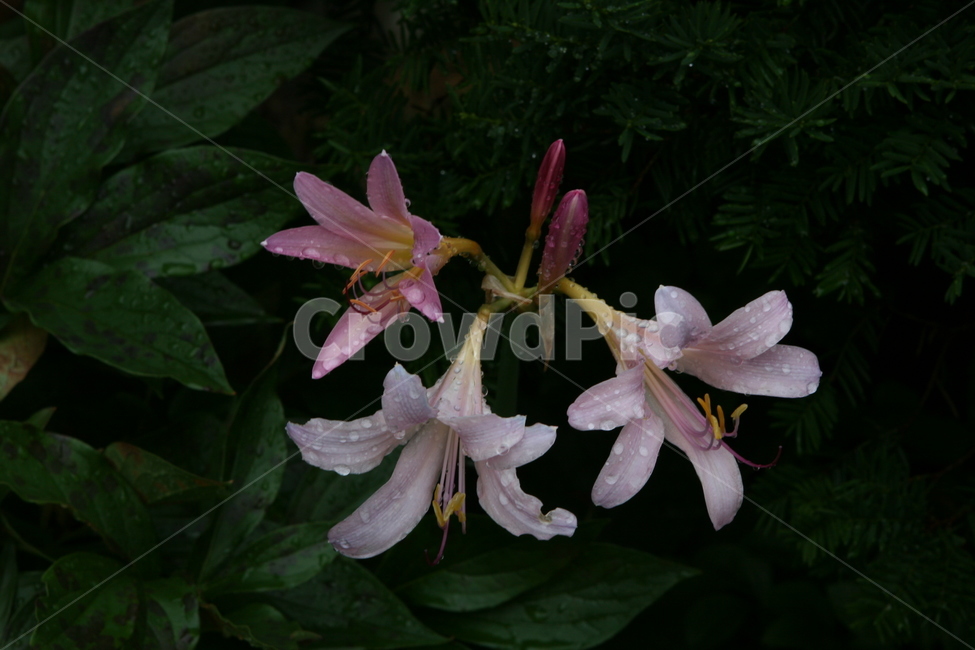 백합,새벽,이슬,plant,식물,blossom,flower,꽃,식물,자연,plants,nature,꽃,flower