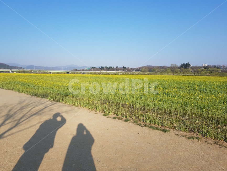풍경,유채꽃,산책,봄나들이,하중도
