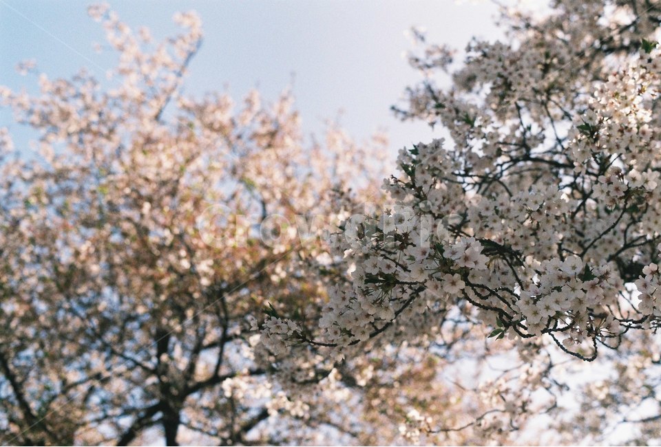 꽃,나무,감성,식물,자연,봄,봄,계절,spring,season,식물,자연,plants,nature,꽃,flower,plant,blossom,cherry blossom,벚꽃