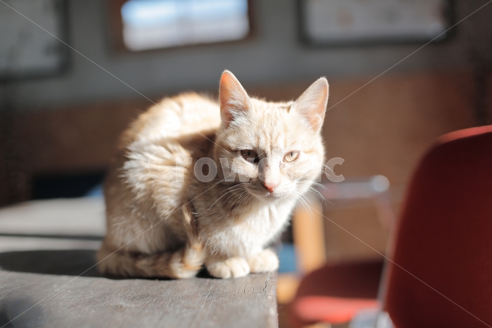 고양이,아기고양이,cat,반려묘,애완동물,동물,아기동물,도둑고양이,길냥이,동물,animal,포유류,mammal,고양이,cat,kitten,kitty