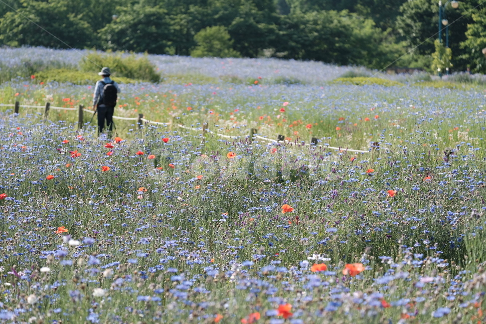 들꽃,꽃,야생화,flower,wildflower,꽃밭