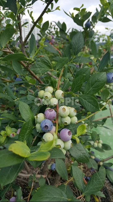 블루베리,blueberry,열매,견과류,잼,과일,fruit,식물,plant,food,식물,자연,plants,nature