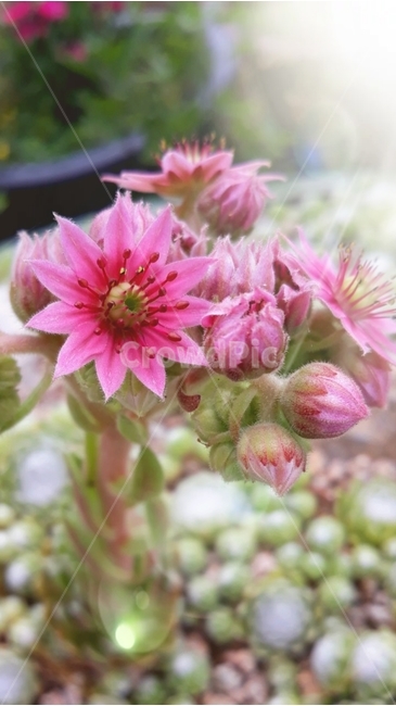 다육이,꽃,빛,햇살,배경,식물,식물,자연,plants,nature,꽃,flower