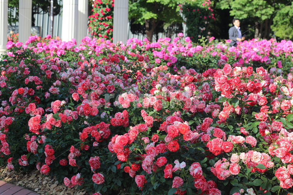 장미축제,장미꽃,분홍장미,산호색장미,꽃,장미,flower,plant,beautiful,화려한,rose,식물,자연,plants,nature,꽃,flower
