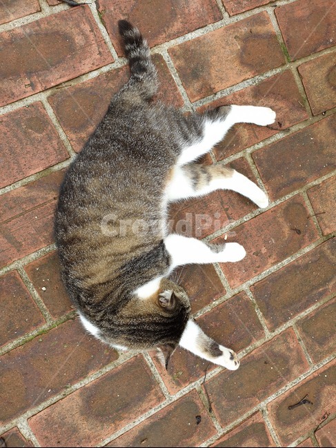 고양이,보도블럭,길,동물,산책,cat