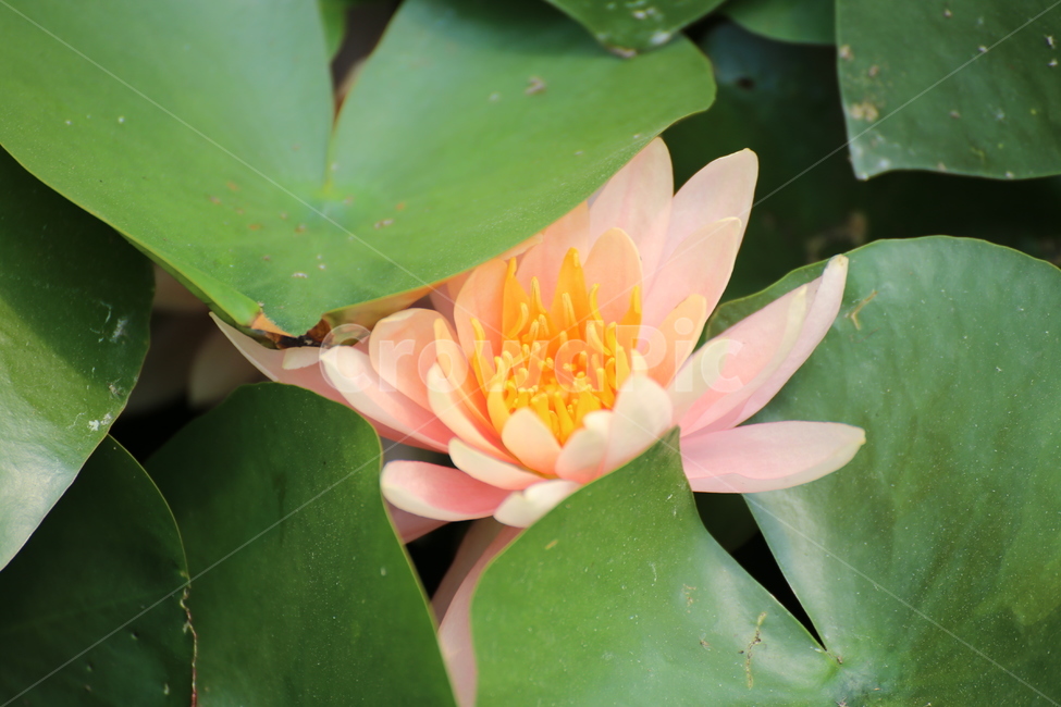 연잎,연꽃잎,연잎차,연꽃,연꽃행사,식물,자연,plants,nature,꽃,flower