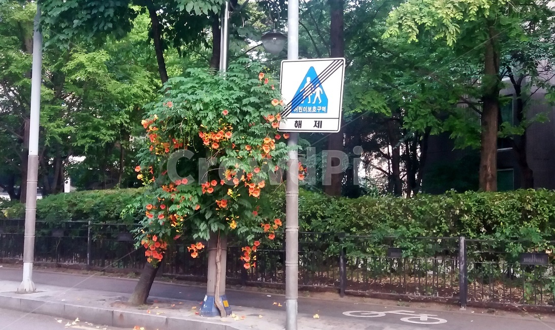 나무,길,길가,표지판,꽃,거리,tree,road,street,flower