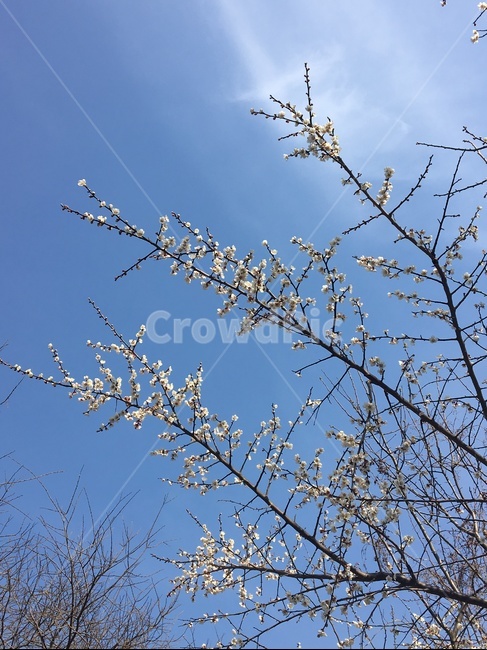 자연,풍경,벚꽃,꽃,하늘