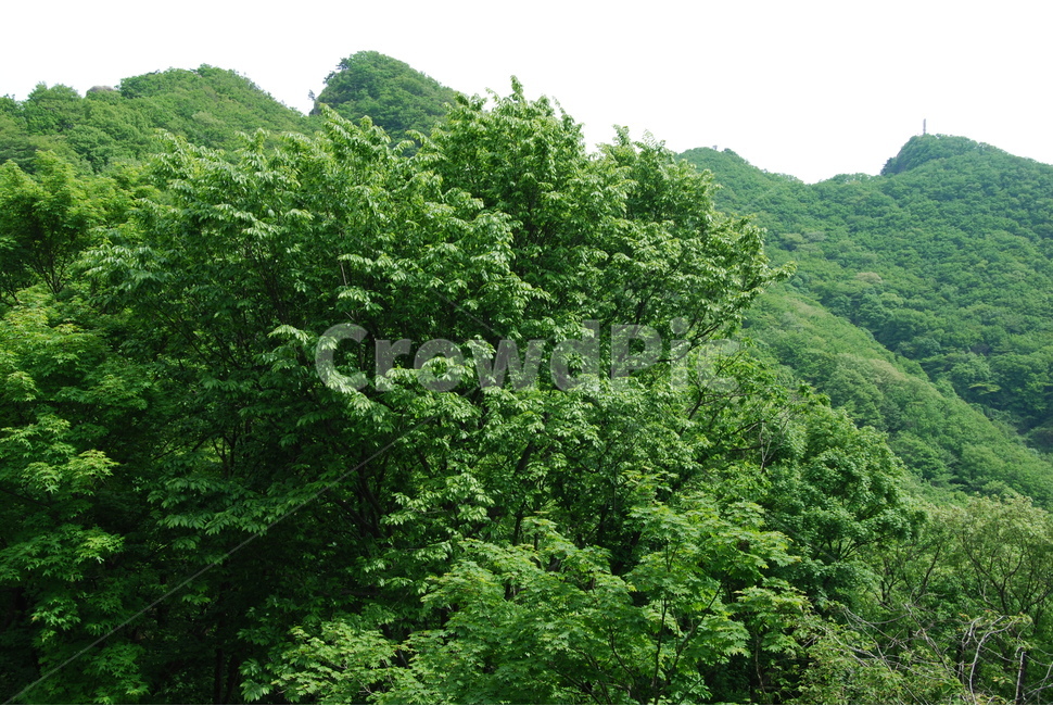 tree,mountain,nature,spring,산,자연,풍경,nature,landscape,plant,식물,나무,outdoors,옥외