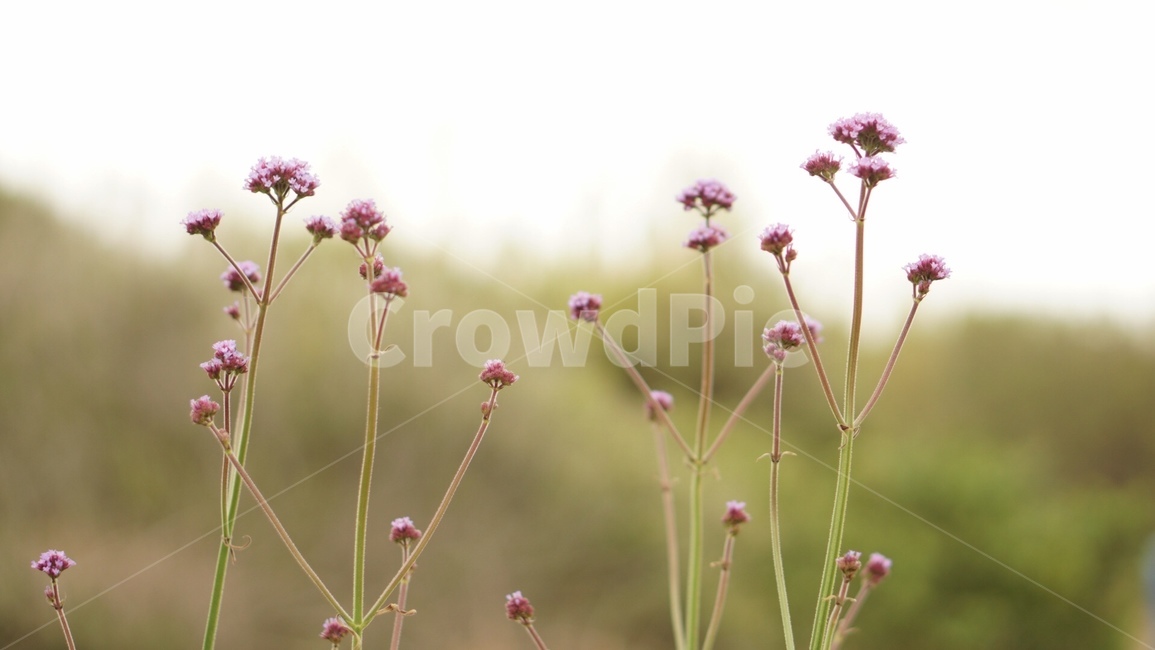 꽃,보라꽃,핑크꽃,자연,작은꽃,식물,자연,plants,nature,꽃,flower