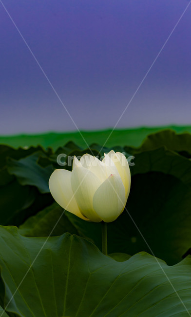 연꽃,연,연잎,꽃,수상식물,자연,청정,순결,청순,관곡지,감성