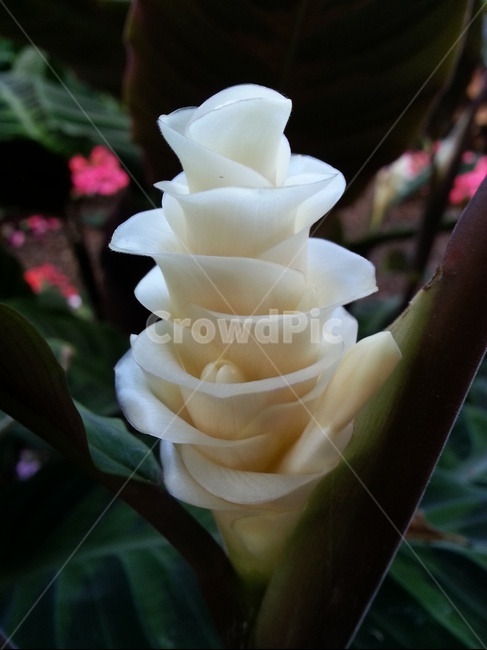 흰꽃,꽃,식물,하얀색꽃,flower,식물,자연,plants,nature,꽃,flower