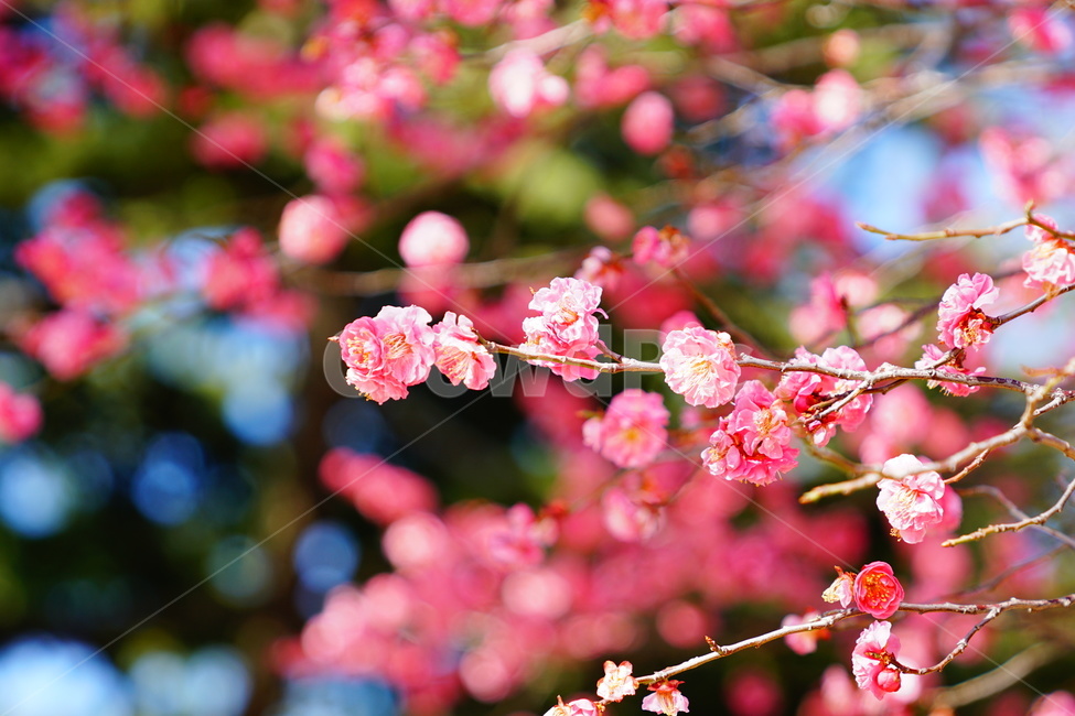 홍매화,봄,꽃,나무,감성,식물,유엔공원,풍경,봄,계절,spring,season,식물,자연,plants,nature,꽃,flower,plant