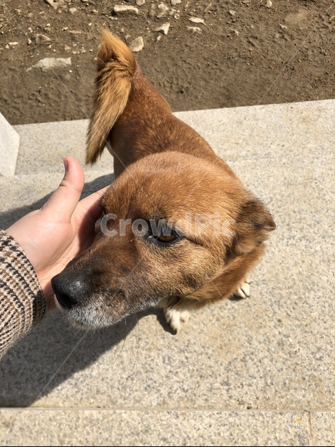 눈빛,손길,강아지,주인님,애완견,친구,감성사진,반려견,dog