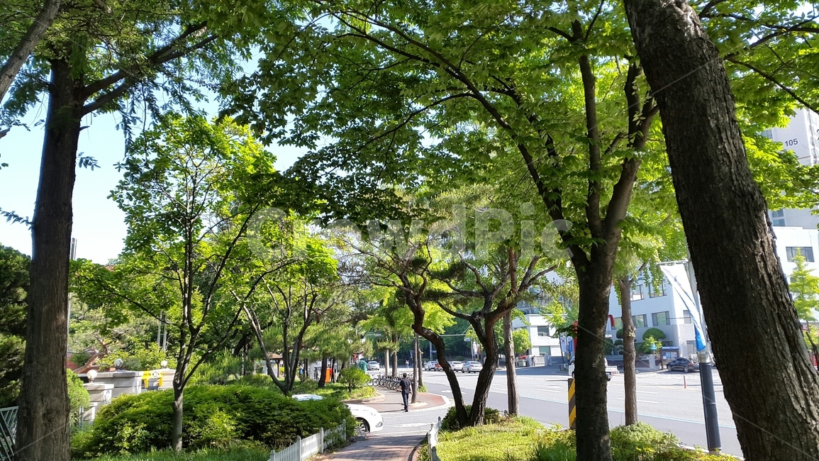 산책길,공원길,숲길,오솔길,도심속산책로,맑은아침,따사로운햇살,나무사이로비치는햇살,맑은날씨,상쾌한산책길,집근처산책길,싱그러운나무,초록색나무,봄길,여유,녹음,여유로운산책,한가로운오후,여름,봄