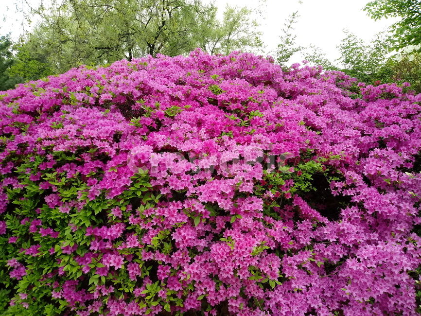 철쭉,smilerosebay,진달래과,식물,봄꽃,개꽃나무,springseasonflower,척촉화,낙엽관목,관상용