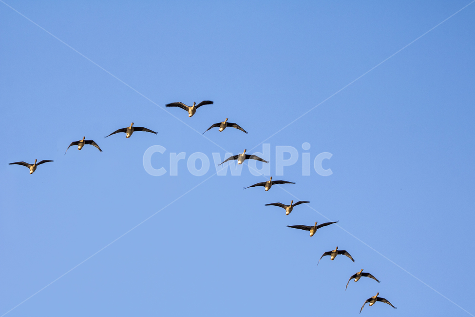 철새,기러기,새,새떼,동물,배경,백그라운드,다울,하늘,동물,animal,조류,새,birds,누끼,remove background
