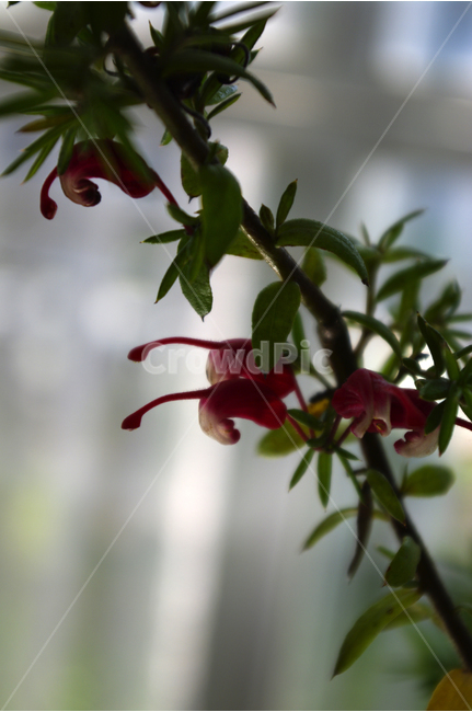 핑크단사,꽃,꽃봉오리,flower,color,식물,식물,자연,plants,nature,꽃,flower