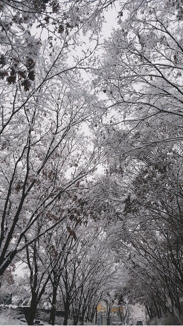 nature,자연,outdoors,옥외,ice,vegetation,초목,plant,식물,눈,겨울,나무,터널
