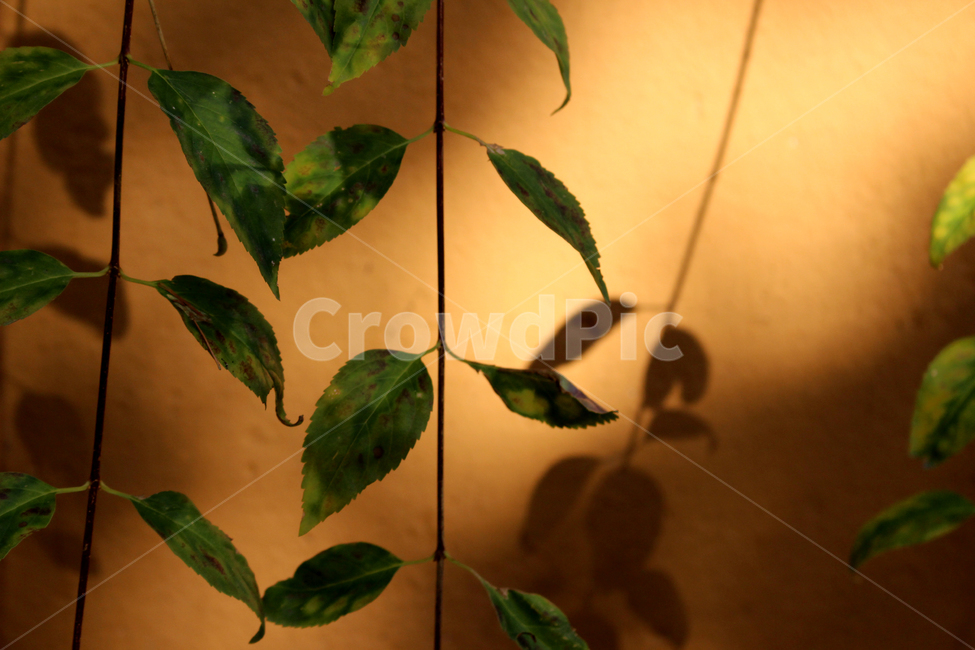 그림자,잎,plant,leaf,갈색,벽,배경,분위기
