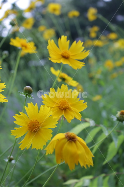 꽃,접사,들풀,감성,노랑,들판,식물,자연,plants,nature,꽃,flower