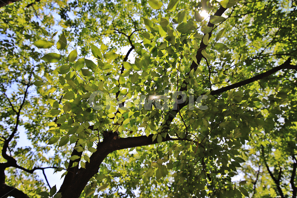 공원,숲,나무,초여름픙경,식물,식물,자연,plants,nature,나무,trees,wood