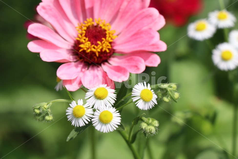 꽃,백일홍,개망초꽃,두레길,여름,식물,자연,plants,nature,꽃,flower