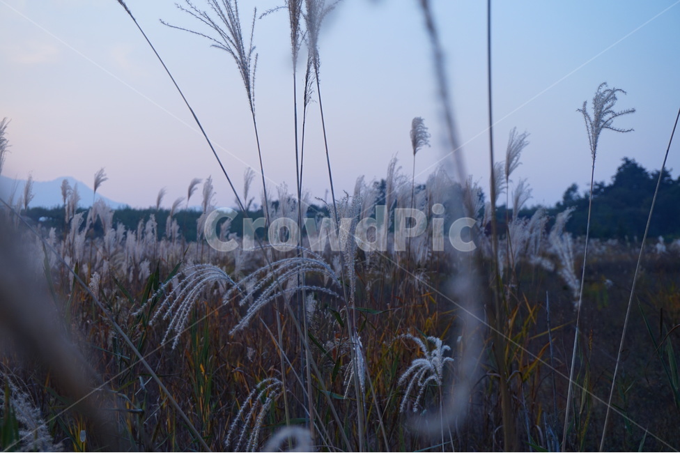 갈대,자연,노을,가을,하늘,가을,계절,fall,autumn,season,식물,자연,plants,nature,감성,sensible,feeling,grass,잔디,plant,lawn,reed
