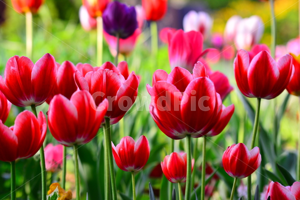 서울숲,튤립,봄꽃,tulip,봄이미지,봄날,spring,튤립축제,구근식물,flowers,식물,아름다운,공원,꽃축제,배경,바탕,beautiful,예쁜,화려한,빨강꽃,레드,red,가든,화단,정원,garden,봄,계절,spring,season,식물,자연,plants,nature,꽃,flower,plant,blossom