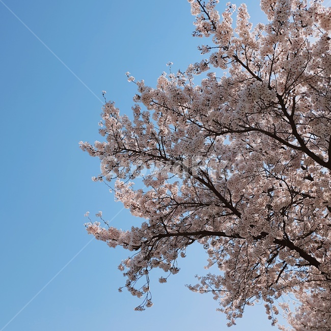 벚꽃,꽃,봄,봄꽃,벚나무,cherryblossoms,blossom,자연,계절,식물,아름다운,배경,바탕,하늘